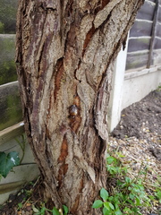 Apricot tree dying/unhappy - peach tree borer or canker