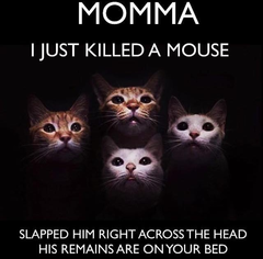 AIBU to ask for your favourite isolation memes?