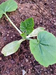 Courgette help please!