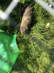 Guinea pig bath day!