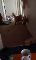 Paws, Ollie, Captain V and all the rest