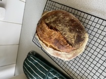 Calling sourdough starter experts!