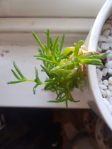 What is this please and what is the infestation?