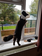 Bloody cats