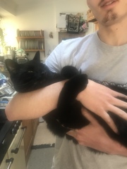Does my cat like me/her life at all?