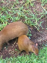 Cute pet and wildlife thread