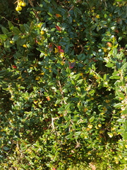 What Type of Bush is This Please?
