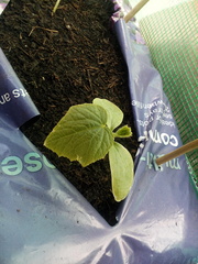 Sad looking cucumber plants