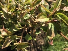 Is there any hope for this fuschia?
