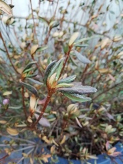 What's wrong with my azalea?