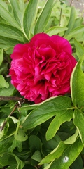 What's this flower