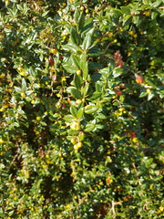 What Type of Bush is This Please?