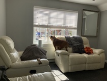 I need some help please. Very overweight foster dog
