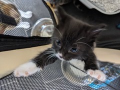 Kittens personalities are so different!