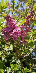 Name these blooms
