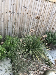 Novice gardener needs help!