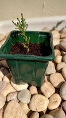 Two plant IDs