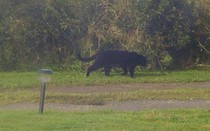 Big cat sightings - Do you believe in them or have you seen any?