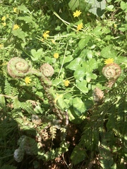 Any Witches Here? Part 11