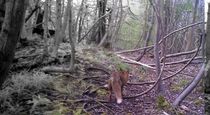 Big cat sightings - Do you believe in them or have you seen any?