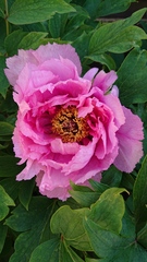 How do your Peonie plants look right now?