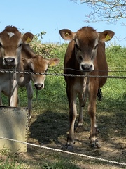 April Amigos Accounting Achievements and Adaptability