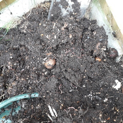 Is there a lockdown gardening thread?