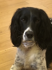 Considering a Sprocker Spaniel for our first dog.