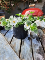 What are these plants?!