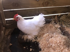 Show me your chicken coops