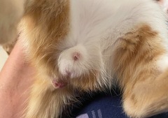 Can you gender my cats please?