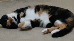 Thank goodness  for my cat