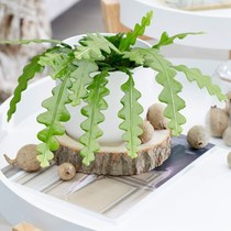 Indoor and outdoor hanging plants help please?