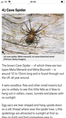 Can anyone identify this spider (widow?) Warning! Photo of spider