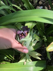 More plant ID please!
