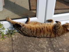 Thug Cat part 2. What, has this thing appeared again tonight?