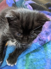 What is your cat called?