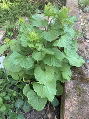 Plant ID please