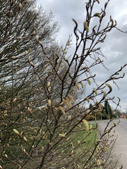 Flapping calmly through lockdown: Fledglings April 2020. Welcome to the Keep Calm Corner!