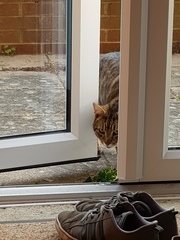 Thug Cat part 2. What, has this thing appeared again tonight?