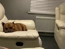 I need some help please. Very overweight foster dog