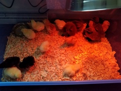 Chicks and ducklings