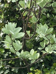 Can someone help me find out what tree this is?