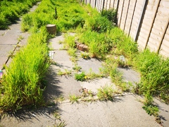 Please help me with my garden