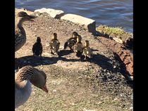 April Amigos Accounting Achievements and Adaptability