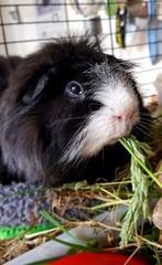 Guinea pig bath day!