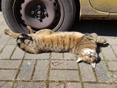 Thug Cat part 2. What, has this thing appeared again tonight?