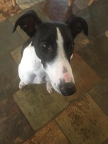 Puppy regret