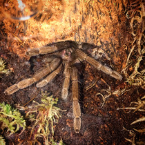 Anyone with invertebrates? *Warning: Pictures*
