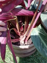 Chop through the roots of this houseplant to create 2 plants?